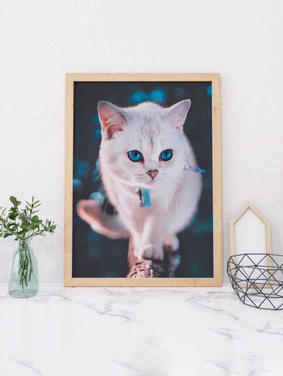 Голубоглазый пушистик