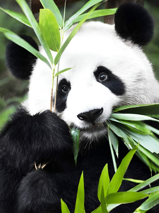 Идиллия панды