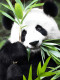 Идиллия панды