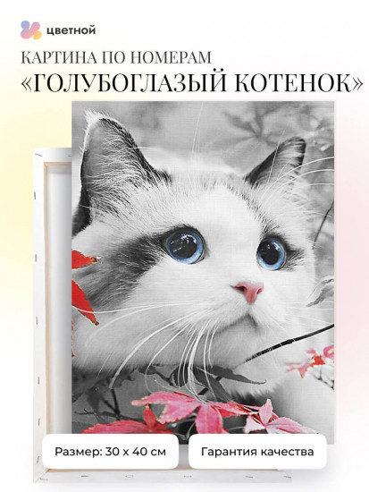 Голубоглазый котенок